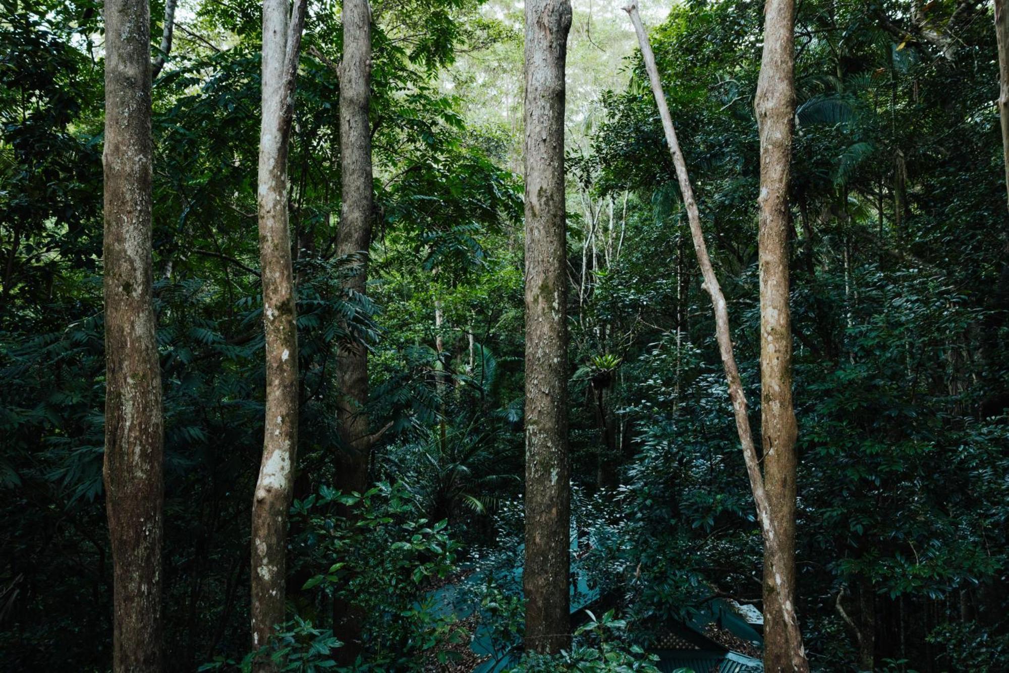 Narrows Escape Rainforest Retreat Montville Bagian luar foto